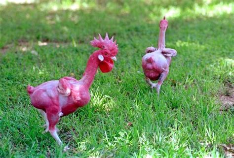 featherless chicken breed|Advantages and Disadvantages of。